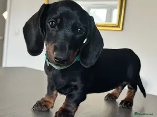 Miniature Dachshund dogs Reduced💜KC pedigree Mini Dachshund puppies - Advert 1