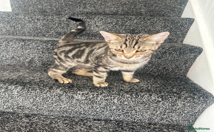 Mixed Breed cats - Advert 16