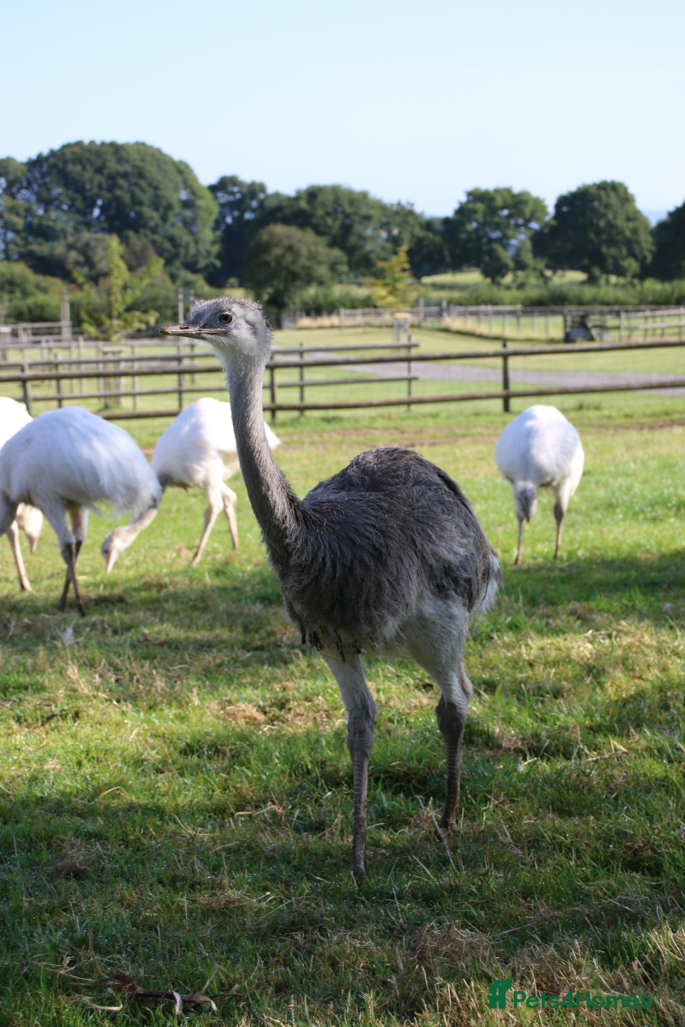 Emus poultry 2 Male Rhea Looking For New Home - Advert 1