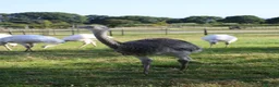 Emus poultry for sale: 2 Male Rhea Looking For New Home - Advert 1