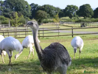 Emus poultry 2 Male Rhea Looking For New Home - Advert 1