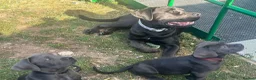 Cane Corso dogs for sale: Cane corso puppies  - Advert 2