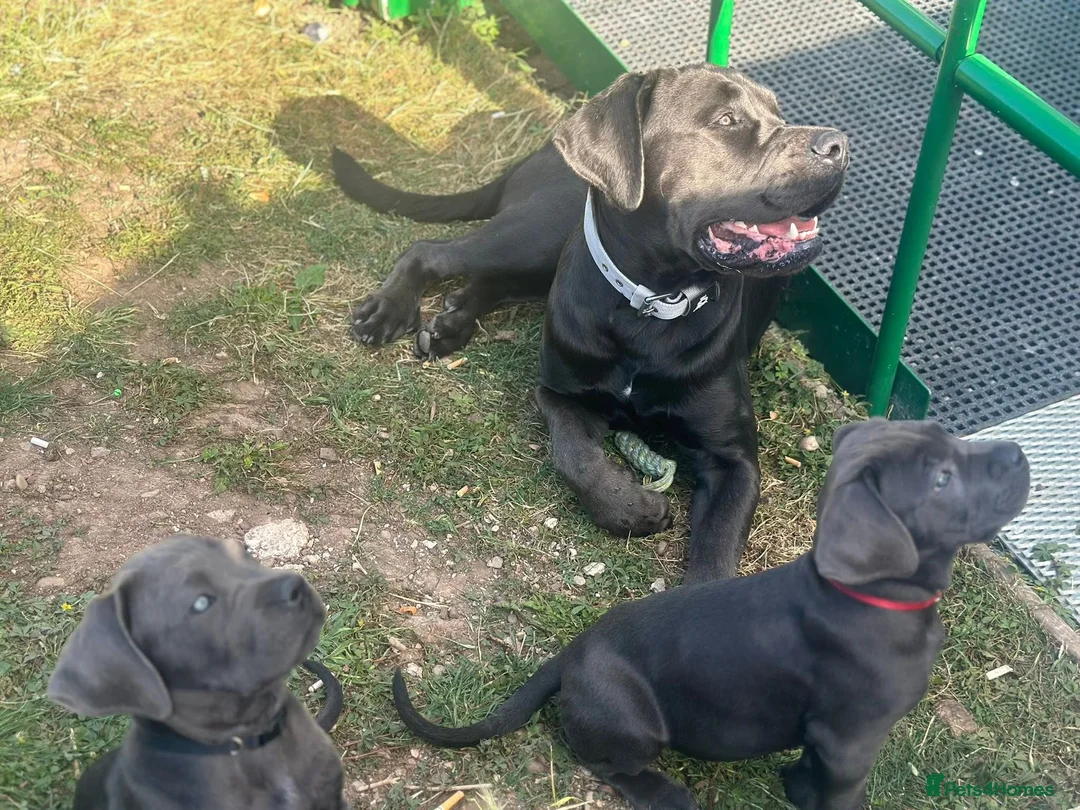 Cane Corso dogs for sale: Cane corso puppies  - Advert 2