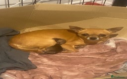 Chihuahua dogs for sale: Female chihuahua puppy - Image 2