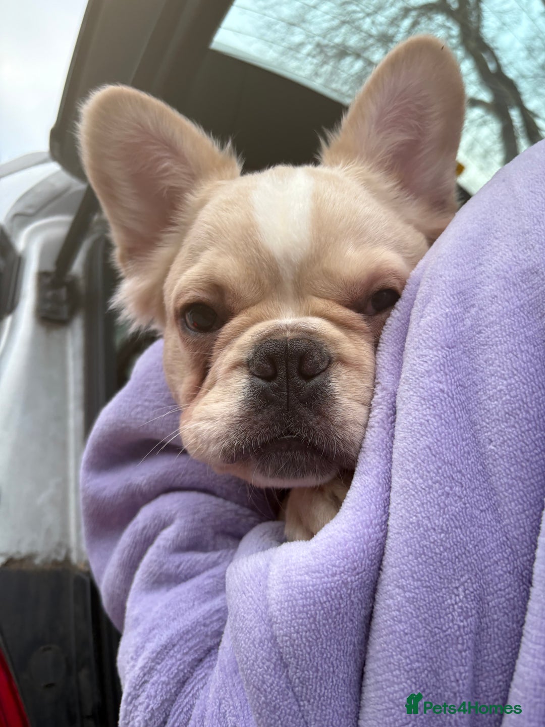 French Bulldog dogs for sale: 1 boy left fluffy cream boy carrying pink   - Advert 16