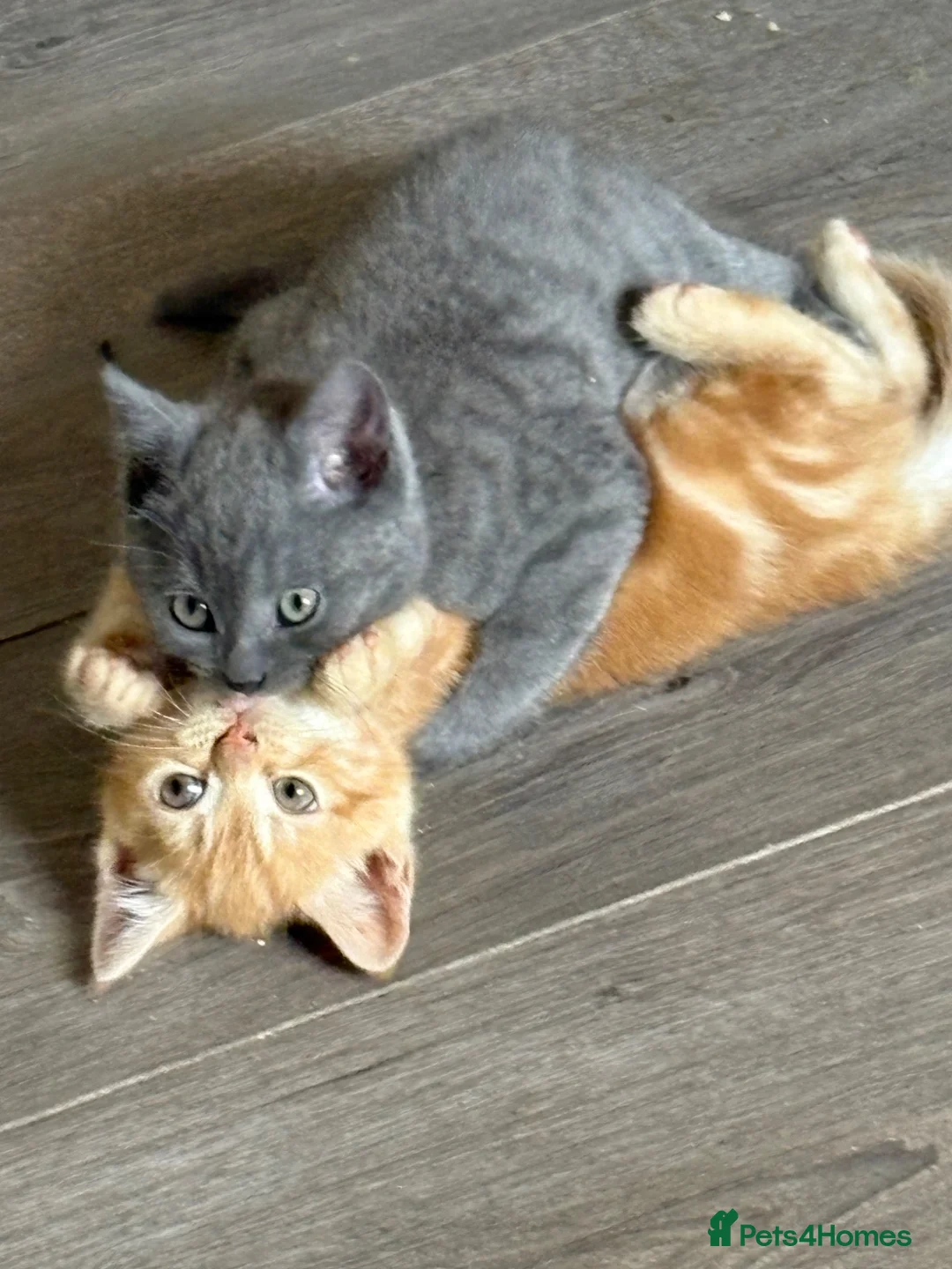 British Shorthair cats for sale: British shorthair kittens  - Advert 2