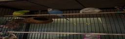 Budgerigars birds for sale: Three beautiful budgies!  - Advert 1