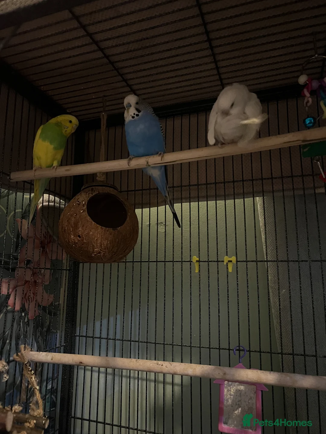 Budgerigars birds for sale: Three beautiful budgies!  - Advert 1