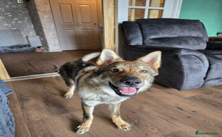 Saarloos Wolfdog dogs - Advert 1