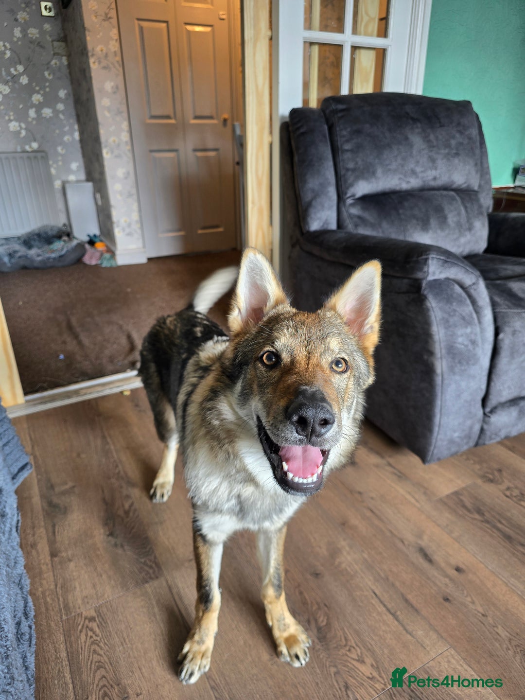 Saarloos Wolfdog dogs for sale: Saarloos wolfdog - Image 1