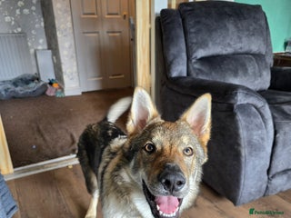 Saarloos Wolfdog dogs - Advert 1