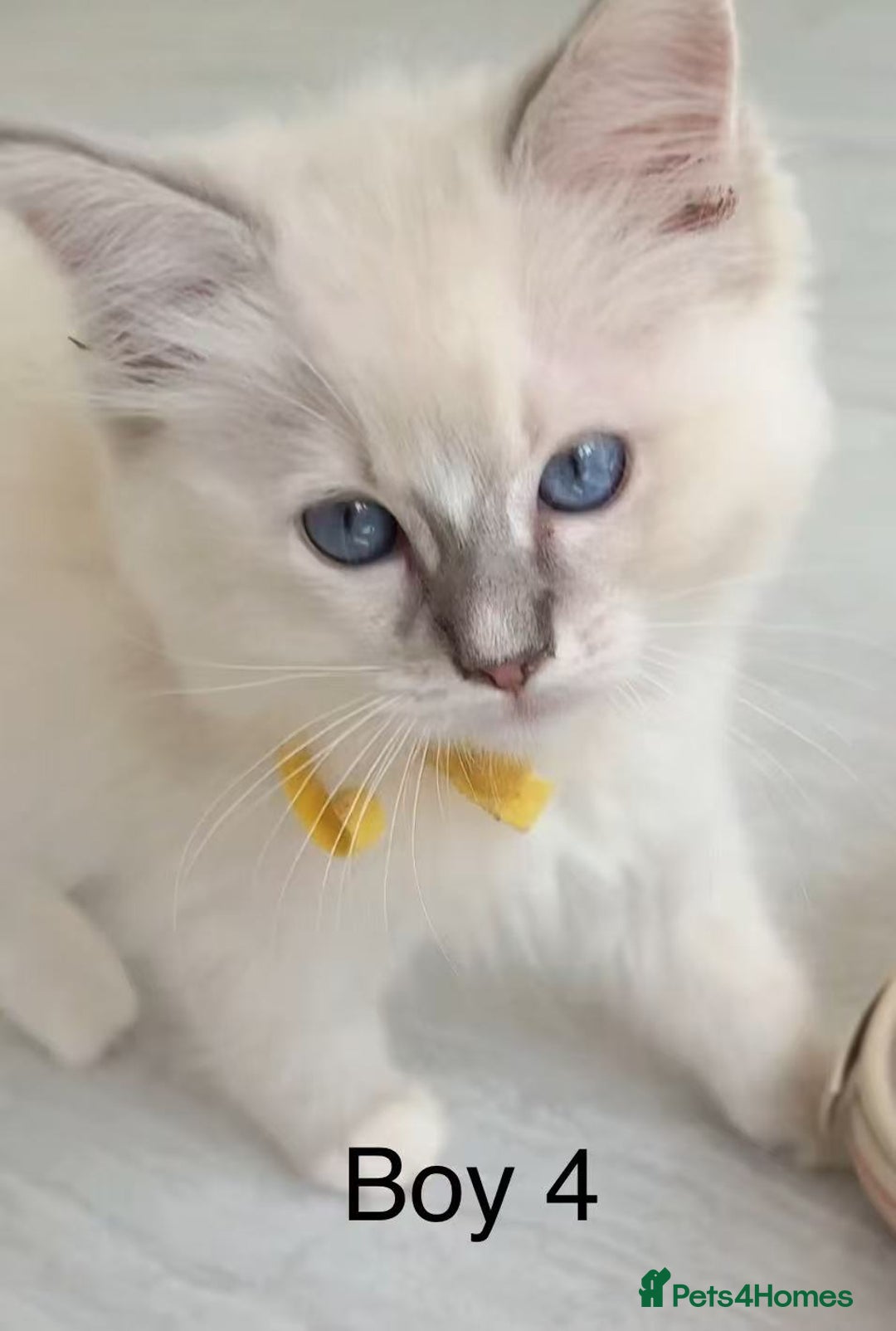 Ragdoll cats for sale: Ragdoll kittens for sale - Image 1