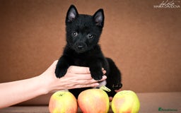 Schipperke dogs for sale: puppy schipperke - Image 15