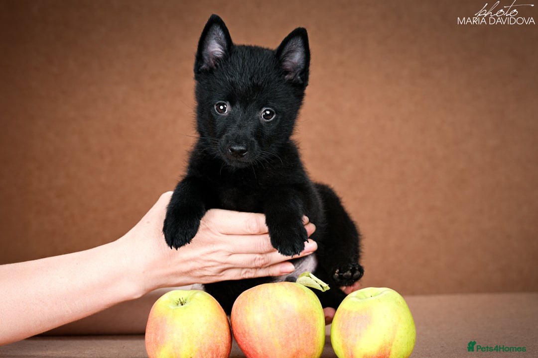 Schipperke dogs for sale: puppy schipperke - Image 15
