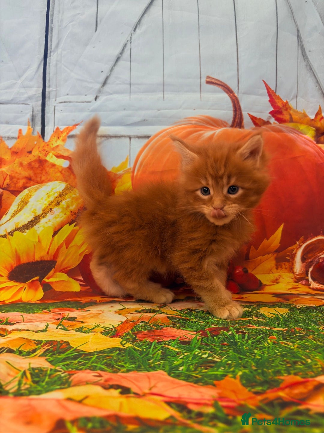 Maine Coon cats for sale: Maine Coon Kittens  - Advert 7