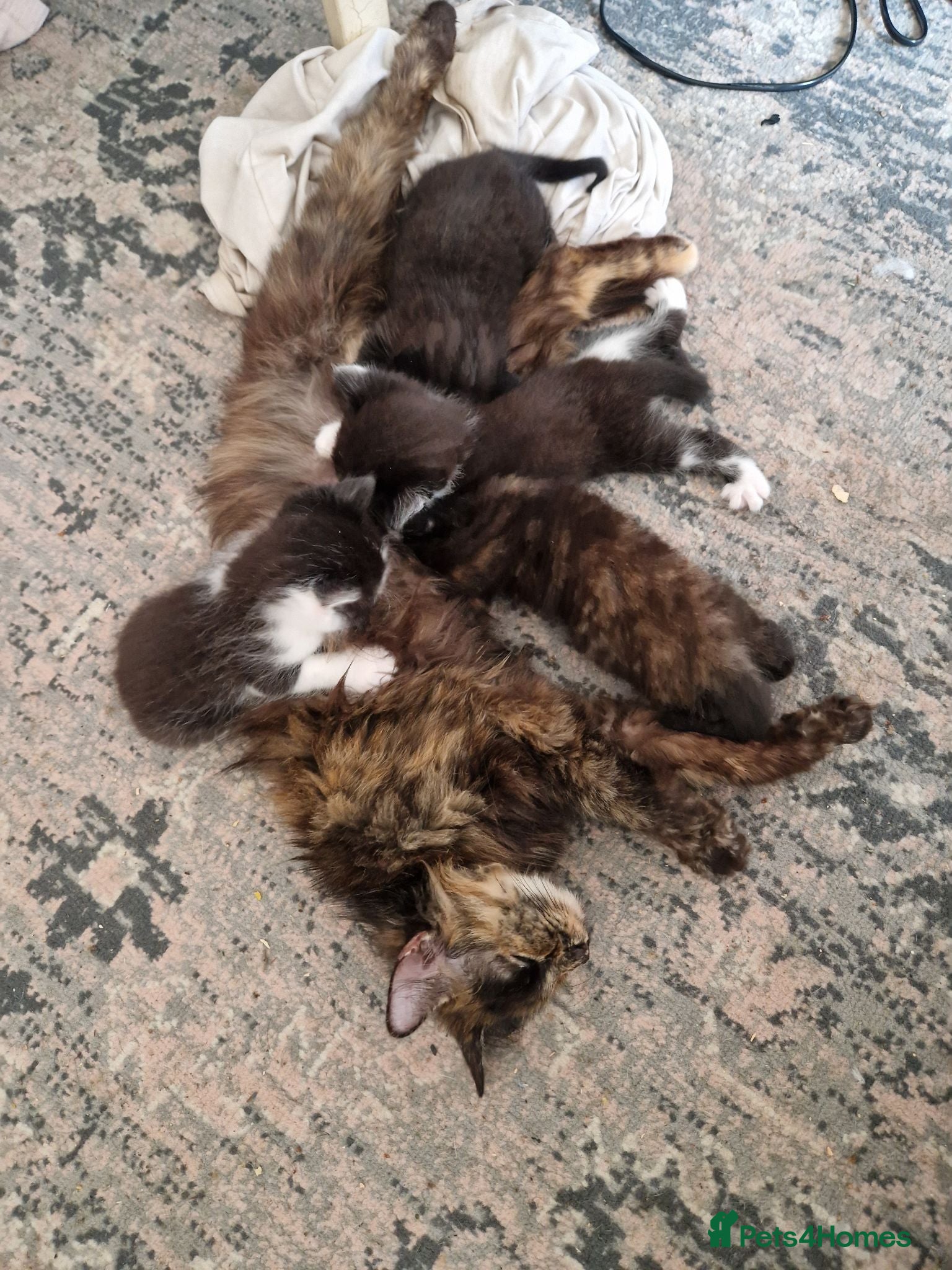 Mixed Breed cats Three kittens for sale - Advert 3