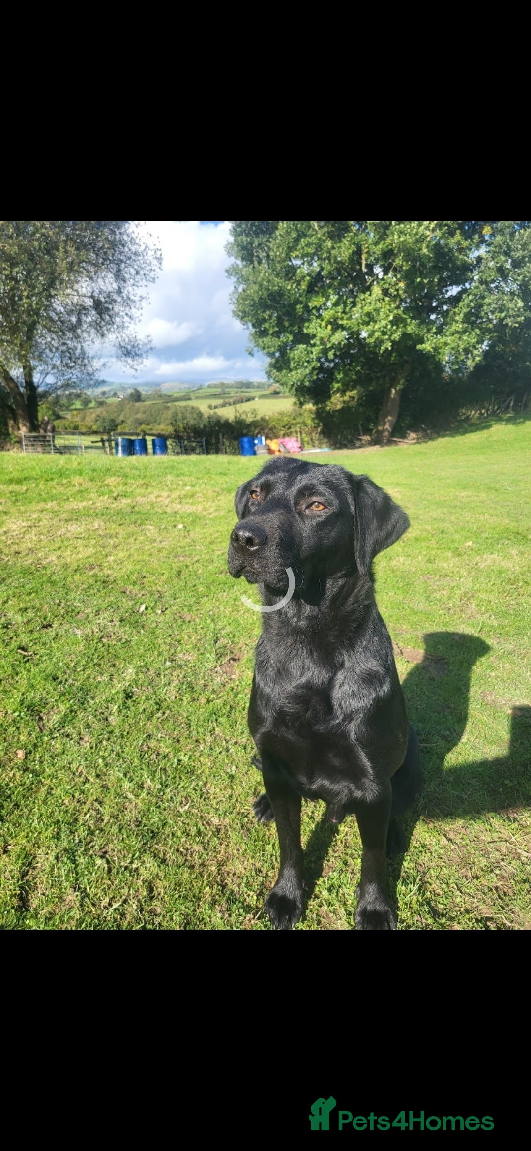 Labrador Retriever dogs for sale: Black labrador male part trained  - Advert 6