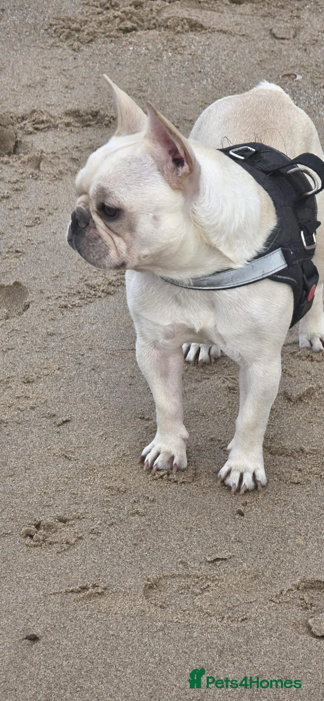 Mixed Breed dogs for sale: Ella the french bulldog  - Advert 3