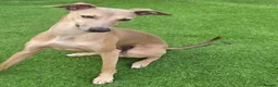 Italian Greyhound dogs for stud: Italian greyhound for stud  - Advert 2