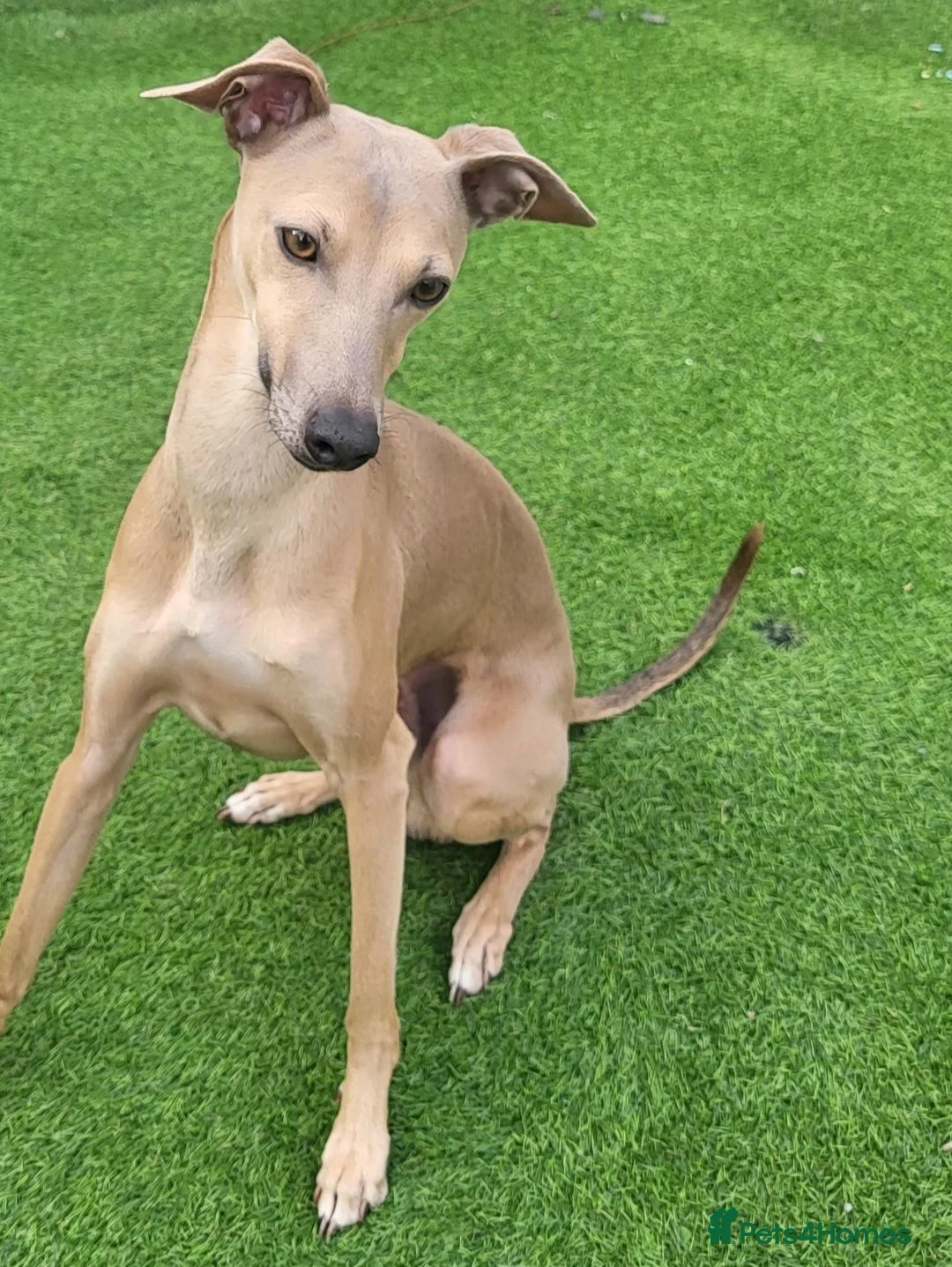 Italian Greyhound dogs for stud: Italian greyhound for stud  - Advert 2
