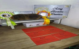 Guinea Pig rodents for sale: Lots of Guinea Pigs Always available!  - Image 19