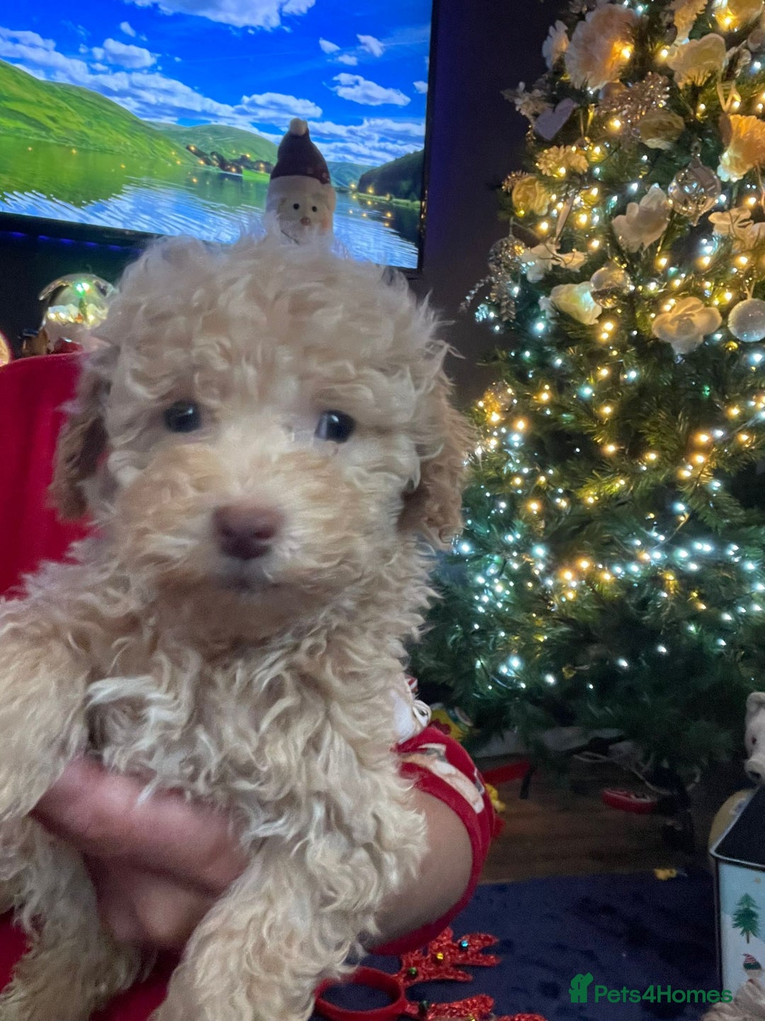 Miniature Poodle dogs for sale: Miniature Poodle Puppies  - Advert 4