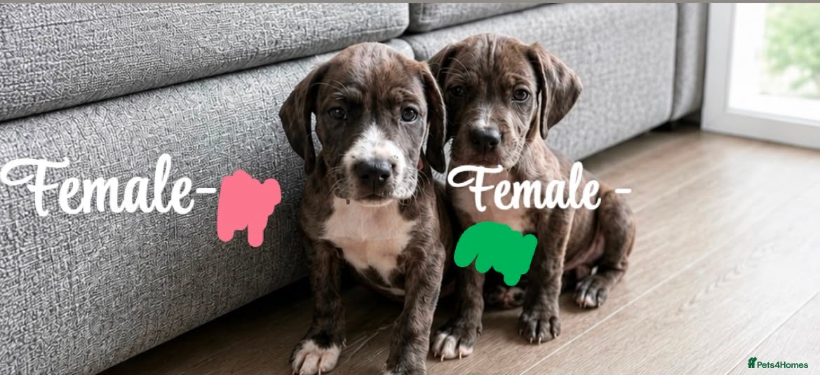Mixed Breed dogs Cane Corso-Springer spaniel mix - Advert 2