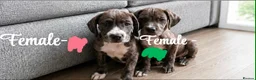Mixed Breed dogs for sale: Cane Corso-Springer spaniel mix - Advert 2