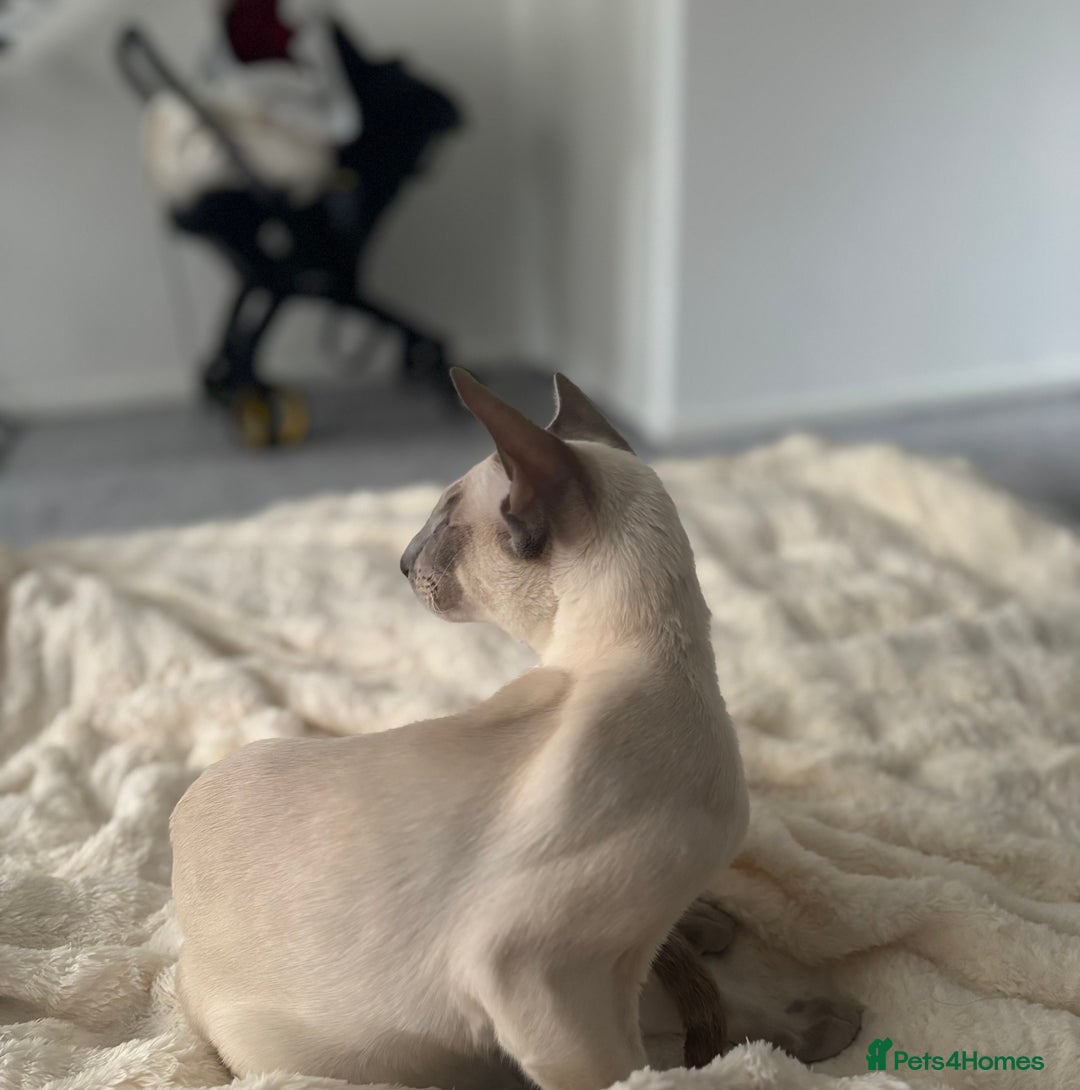 Oriental cats for sale: Beautiful Purebred Lilac Point Oriental Shorthair  - Advert 6