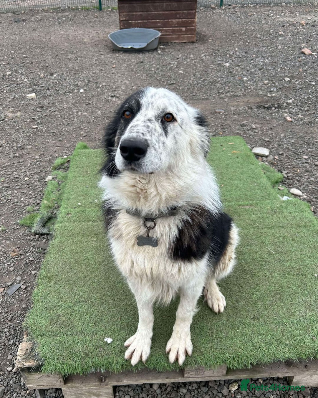Mixed Breed dogs for adoption: BARNEY - Needs an Experienced Home - Image 7