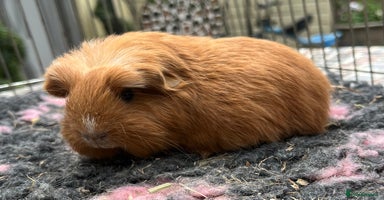 Guinea Pig rodents - Advert 1