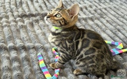 Bengal cats for sale: 12 Bengal Cubs Ready for Their Forever Home - Image 14
