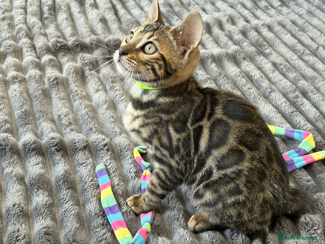 Bengal cats for sale: 12 Bengal Cubs Ready for Their Forever Home - Image 14
