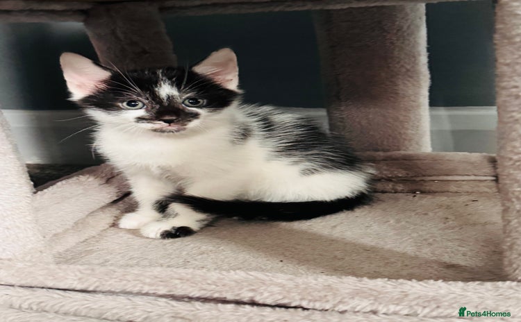 Mixed Breed cats - Advert 1