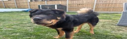 Shar Pei dogs for stud: Bear coat Shar pei in Rainham - Advert 1