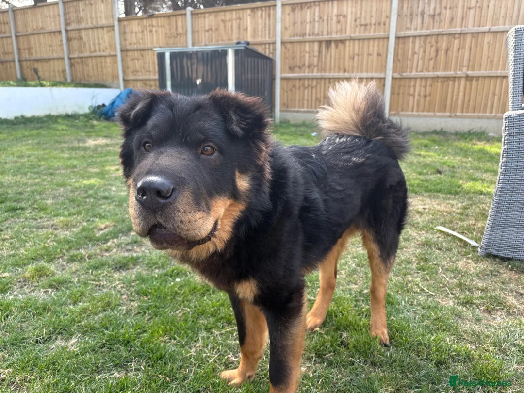 Shar Pei dogs for stud: Bear coat Shar pei in Rainham - Advert 1