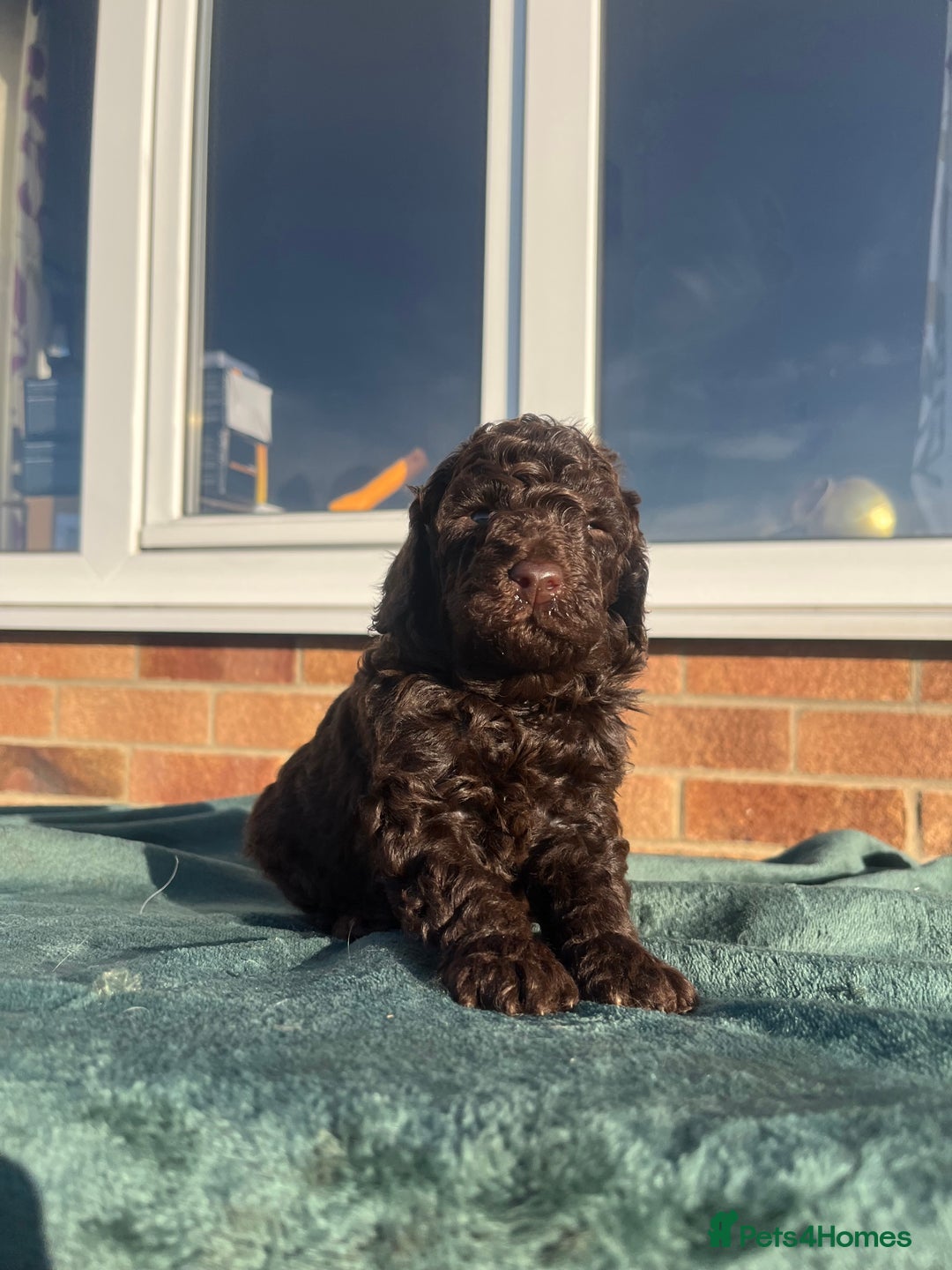 Miniature Poodle dogs for sale: Beautiful miniature poodles  - Advert 4