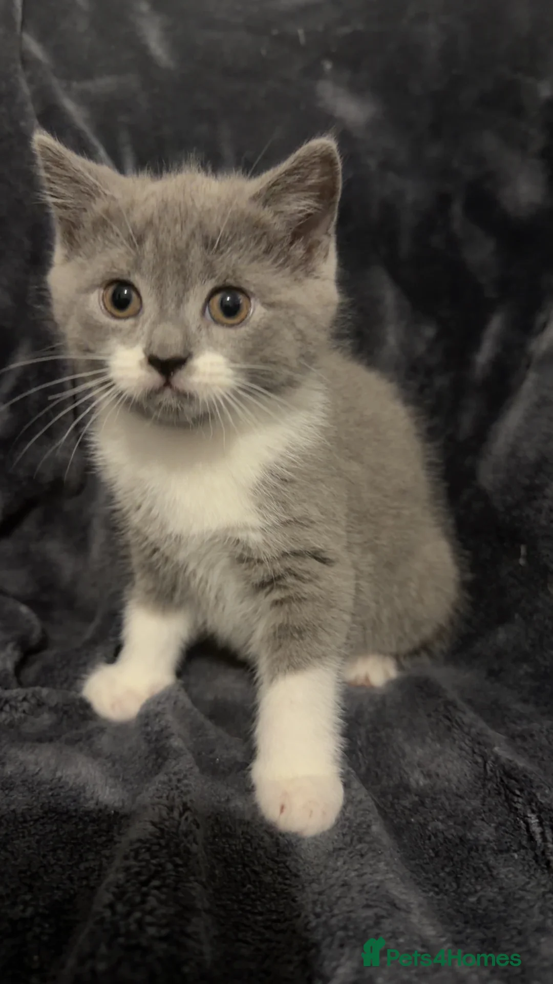 Mixed Breed cats for sale: Persian blue Russian & Tabby - Advert 25