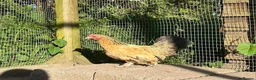 Chickens poultry for sale: 8 small Bantam Hen's available  in Preston - Advert 2
