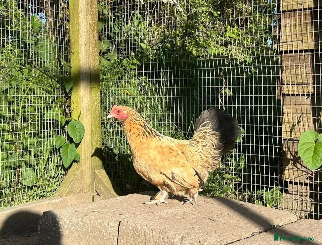 Chickens poultry for sale: 8 small Bantam Hen's available  in Preston - Advert 2