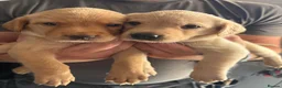 Labrador Retriever dogs for sale: *READY IN 1 WEEK* KC REG LABRADOR PUPS - Advert 6