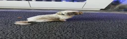 Shih Tzu dogs for sale: 2 yesr old female shihtzu  - Advert 3