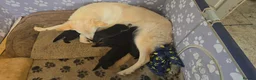 German Shepherd dogs for sale: German shepherd Puppies in Burnley - Advert 5