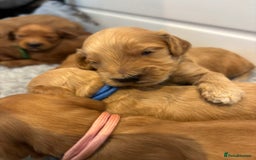 Cockapoo dogs for sale: 🐶Stunning F1 Cockapoos🐾health tested patents 🧬  - Image 6