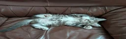 Maine Coon cats for sale: Maine Coon Boy - Advert 3