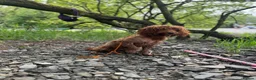 Cockapoo dogs for sale: Beautiful Cockerpoo F1, exceptionally friendly 🐾 - Advert 9