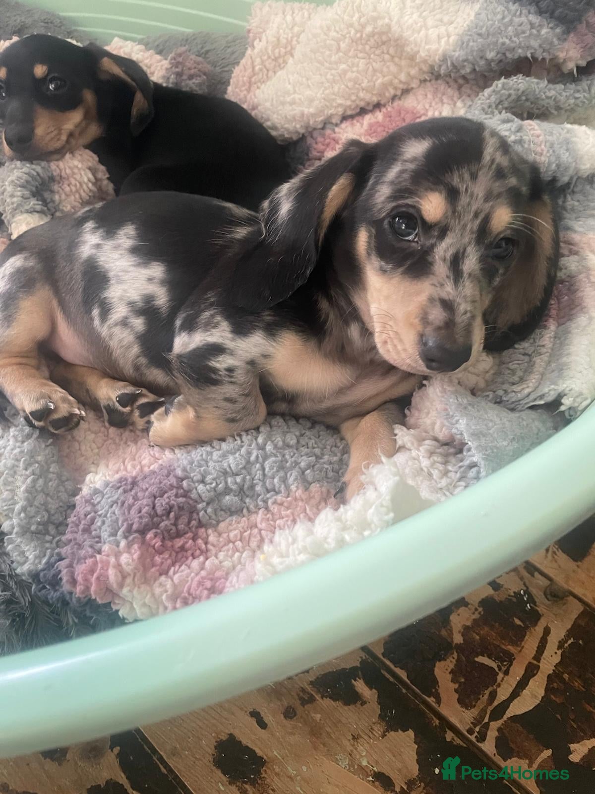 Miniature Dachshund dogs Male silver dapple  - Advert 11