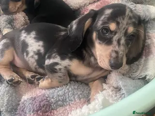 Miniature Dachshund dogs Male silver dapple - Advert 11