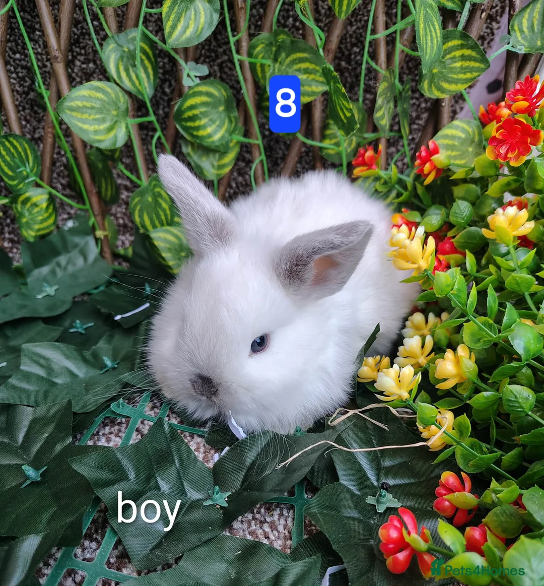 Mini Lop rabbits for sale: Mini lop babies ready 9 May - Advert 15