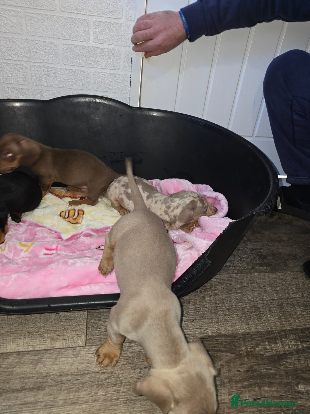 Dachshund dogs for sale: 4 beautiful dachshund boy puppies  - Advert 18